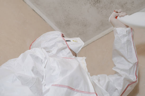 Best Professional Mold Removal  in USA